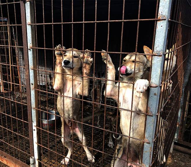 경상남도 통영시 작은 마을서 운영되던 개농장의 모습. 주민들은 개들의 비명이 들릴 때면 고통스럽다고 호소했다. 동물자유연대에 구조된 20여 마리 중 일부는 해외 가정으로 입양됐다(사진=동물자유연대 제공)