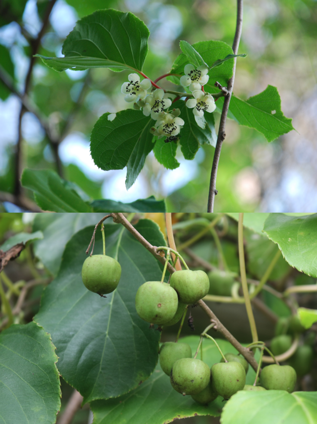 다래의 꽃과 열매. 매화를 닮은 꽃이 피고 꽃밥은 검은색이다. 달콤한 열매는 일명 토종 키위로 불린다.