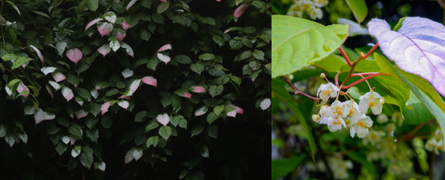 쥐다래. 꽃이 필 무렵 잎은 하얀색과 분홍색으로 바뀐다. 알록달록한 모습이 인상적이라 서양에서 정원식물로 사랑받는다. 오른쪽 사진은 쥐다래의 꽃이다. 순백색의 꽃이 초여름에 핀다.