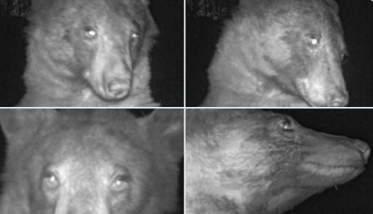 최근 미국 콜로라도주 볼더산간녹지공원 관찰용 카메라에 포착된 야생곰의 모습. 트위터 캡처