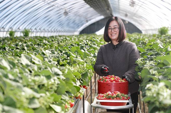 경북 예천에서 딸기농사를 짓는 임진희씨가 갓 수확한 딸기를 들어 보이며 환하게 웃고 있다. 사진제공=예천군