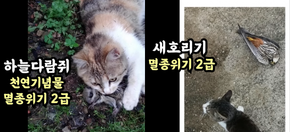 새덕후는 길고양이 개체 수 급증으로 인해 새호리기, 하늘다람쥐 등 멸종위기 야생 동물들이 희생되고 있다고 주장했다. 새덕후 유튜브 캡처