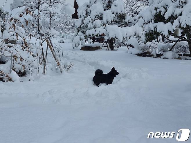 눈밭으로 변한 강원 강릉 구정면의 한 도로에서 뛰어노는 강아지.(뉴스1 DB)