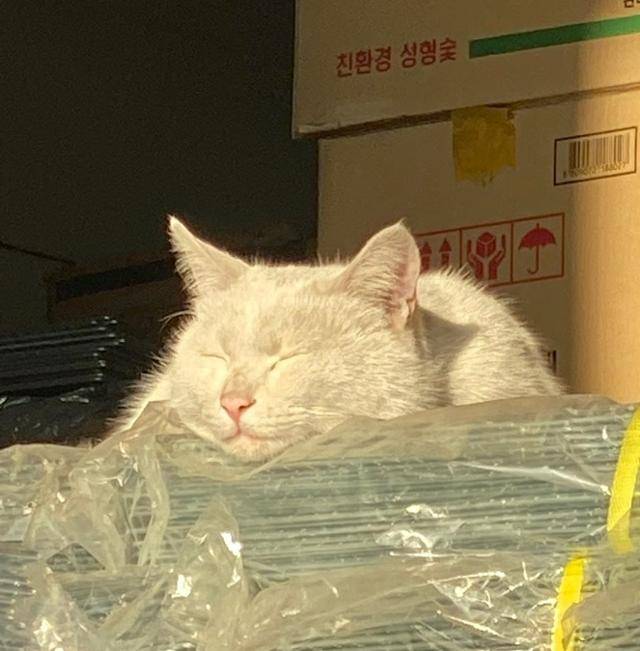 과거 길에서 살던 찐빵이. 찐빵이는 어렸을 때부터 길에서 살았는데, 성장이 끝난 후 골목에서 대장냥이로 활동했답니다.