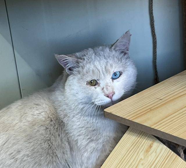 어느 날 갑자기 회사 사무실 안으로 들어온 찐빵이!