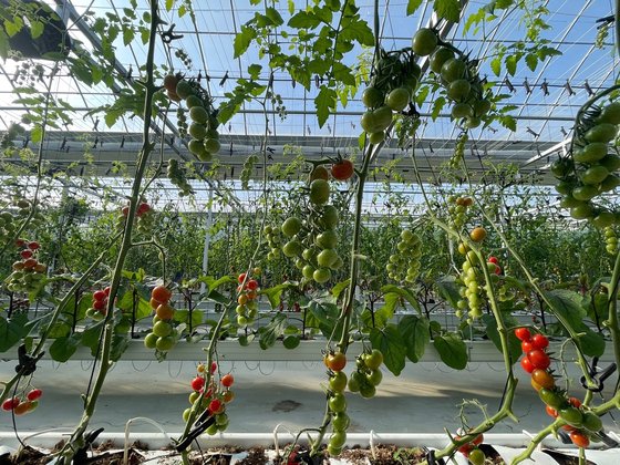 충남 동천안농협 스마트농업지원센터의 비닐온실에서 방울토마토가 재배되고 있다. [사진 동천안농협]