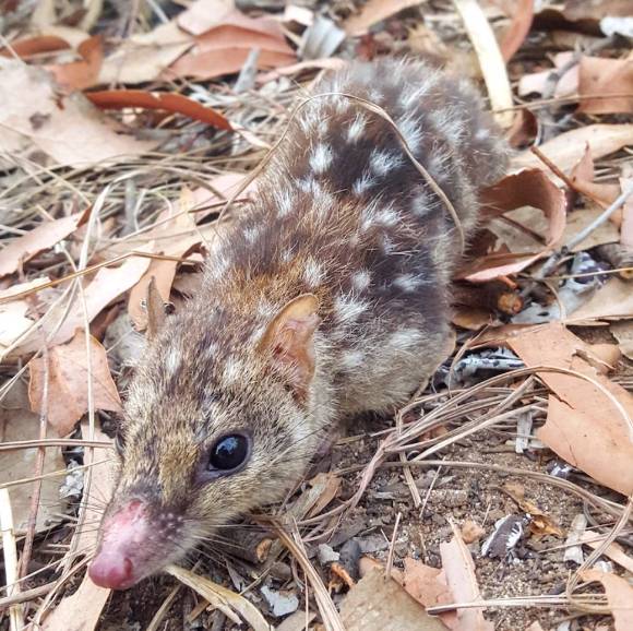 멸종위기종 쿠올 [사진=호주과학미디어센터 ]