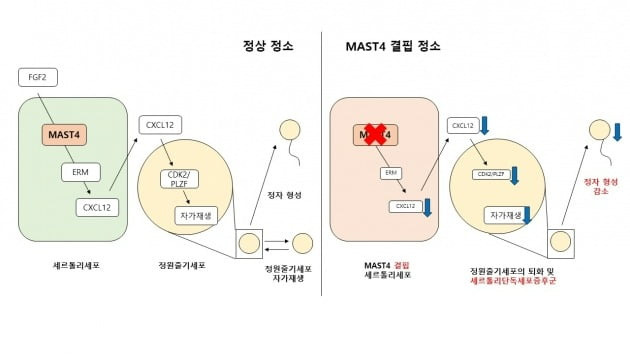 세르톨리세포 내의 MAST4 단백질 작용 기전 / 사진 제공=메드팩토