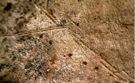 고대 코끼리 뼈에 석기에 의한 도살 흔적 남아있다./사진=연합뉴스