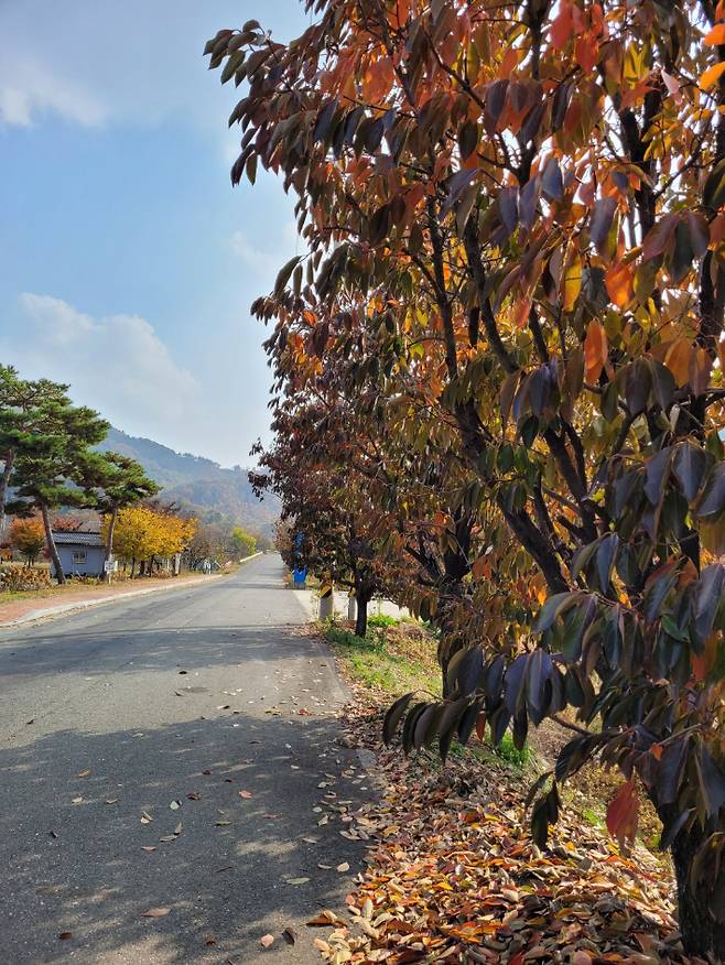 감나무 가로수길. 조경아 해설사 제공