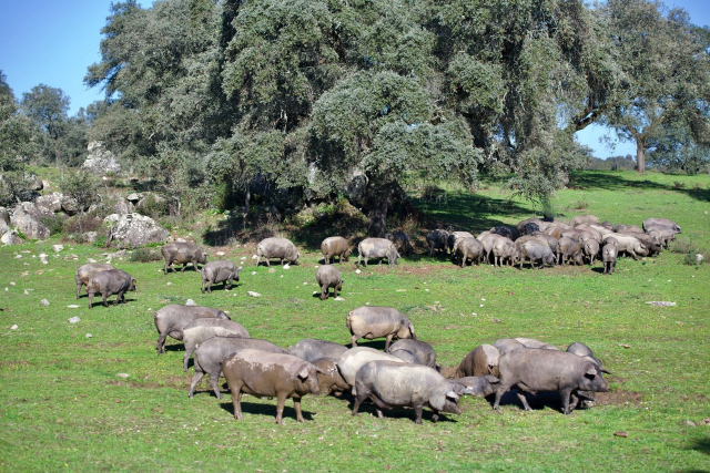 스페인 세비아 북부 시에라 모레나 국립공원 안에 위치한 이베리코 농장에서 돼지들이 풀을 뜯어 먹고 있다. /사진제공=갤러리아