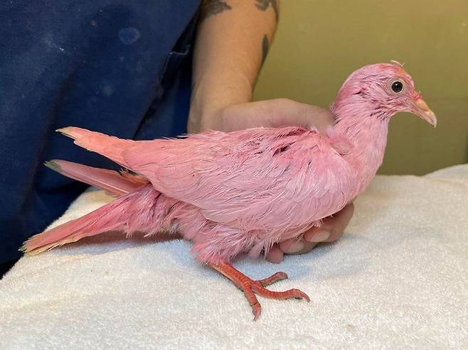 지난달 31일 뉴욕 맨해튼 매디슨스퀘어파크에서 온몸이 분홍색으로 염색된 비둘기가 발견됐다. /트위터