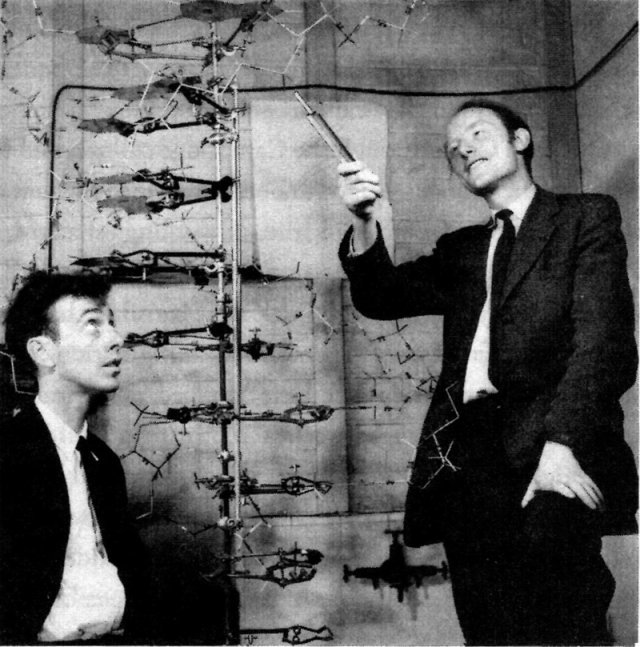 1953년 DNA 이중나선 모형 앞에 선 제임스 왓슨(왼쪽)과 프랜시스 크릭. DNA의 구조를 밝혀낸 공로로 노벨 생리의학상을 수상한 두 사람의 연구 성과는 여성 과학자 로잘린드 프랭클린이 촬영한 X선 사진에 빚진 것이었다. 늘봄 제공