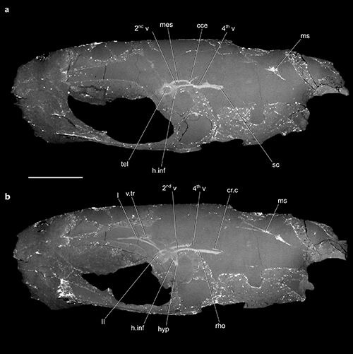 컴퓨터 단층촬영(CT)으로 확인된 C.와일디 두개골 내부 뇌 구조 (사진=Figueroa et al. in Nature 제공, 연합뉴스)