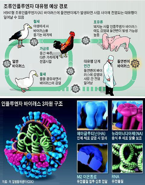 조류인플루엔자 바이러스는 표면의 헤마글루티닌과 뉴라미니디아제 단백질 정류로 분류한다. 주로 새에 감염되는 H5N1 바이러스가 포유류로 퍼지면 인간 사이에 감염이 되는 새로운 변이가 발생할 수 있다./조선DB