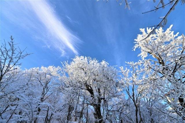 발왕산 상고대핀 나무
