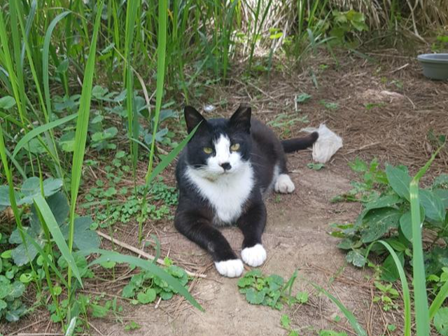마라도 내 고양이의 왼쪽 귀 일부가 잘려 있다. 현재 80% 이상이 중성화되어 있다. 마라도 케어테이커 김정희씨 제공