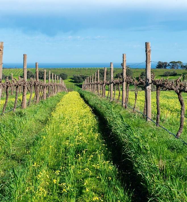 호주 맥라렌 베일 포도밭 전경.