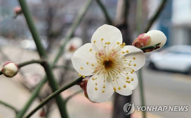 포근한 2월 첫날…매화 활짝 (부산=연합뉴스) 조정호 기자 = 포근한 날씨를 보인 1일 부산 해운대구 센텀시티 한 도로에 매화가 꽃망울을 활짝 터뜨려 봄소식을 전하고 있다. 2023.2.1 ccho@yna.co.kr