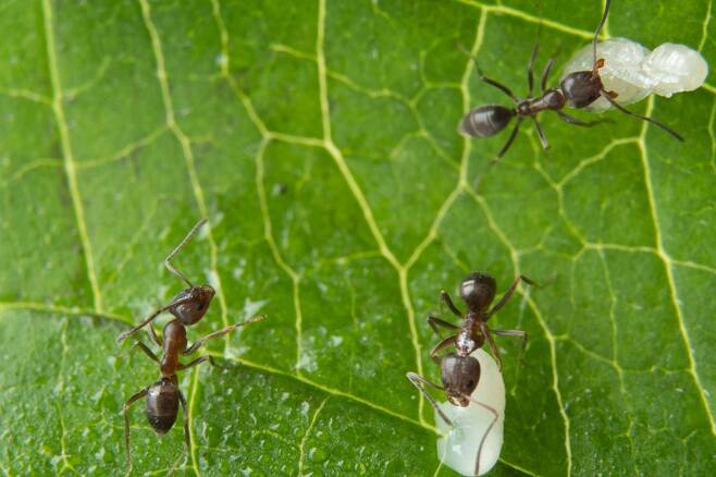 애벌레를 옮기고 있는 아르헨티나 개미. 동료가 병원성 곰팡이에 감염되면 몸안까지 침투하기 전에 제거해준다. 이를 통해 집단 전체로 곰팡이가 퍼지는 것을 막는다. 이른바 사회적 면역을 달성하는 것이다./오스트리아 과학기술연구원(ISTA)