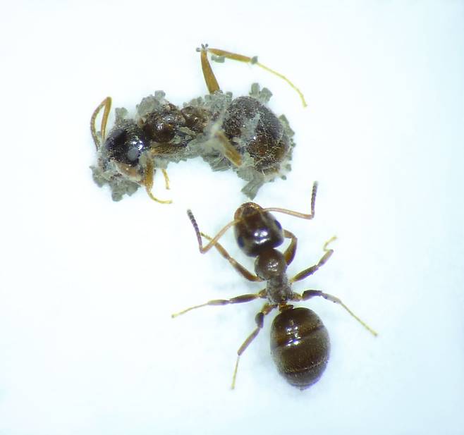 아르헨티나 개미가 곰팡이에 감염된 동료의 몸에 붙은 포자를 제거하고 있다./오스트리아 과학기술연구원(ISTA)