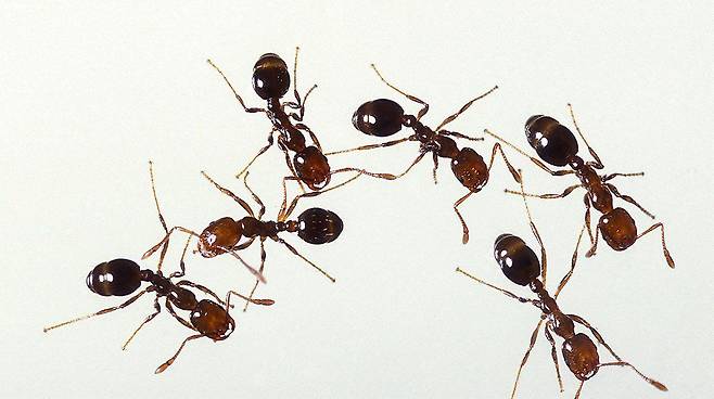 불개미는 동료와 입으로 먹이를 나눌 때 개미산도 함께 전달해 몸안의 병원균을 죽인다./미 농무부 농업연구소(ARS)