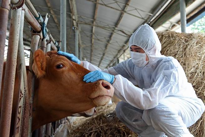 농림축산검역본부 연구원이 소 구제역 항체형성률을 점검하고 있다. 농림축산검역본부 제공