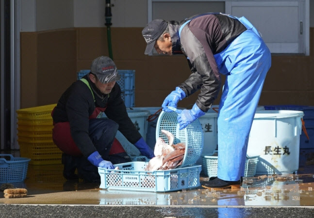 후쿠시마에서 물고기 출하 작업 중인 어민들 (사진=연합뉴스)
