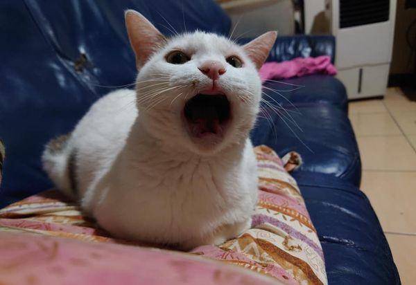 미미가 유명해진 짤!