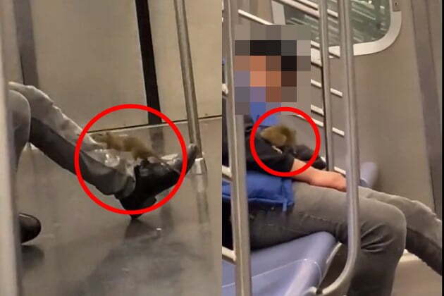 미국 뉴욕의 지하철에서 쥐가 잠든 남성의 몸에 올라탄 모습이 포착됐다. /사진=트위터 캡처