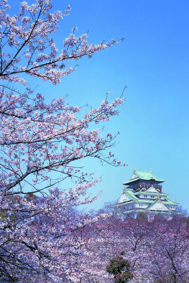 일본 오사카성 벚꽃