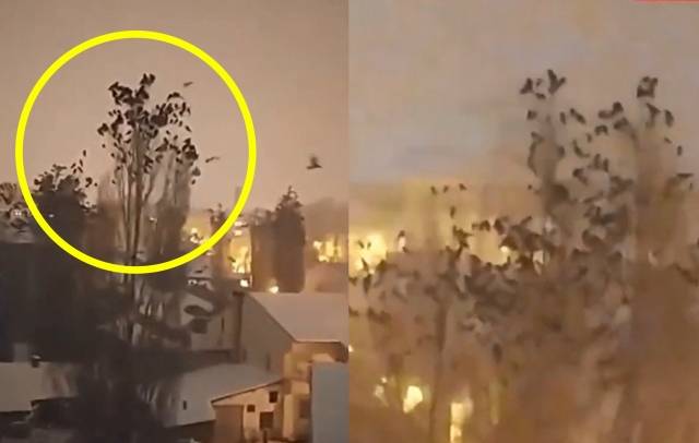 6일(현지시간) 튀르키예와 시리아 국경지대에서 강진이 발생하기 직전 수백마리의 새 떼가 울며 날아다니는 모습이 관측됐다. 트위터 캡처