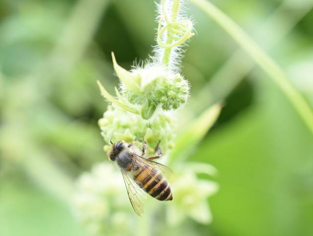 ▲ 재래꿀벌. ⓒ벌볼일있는사람들