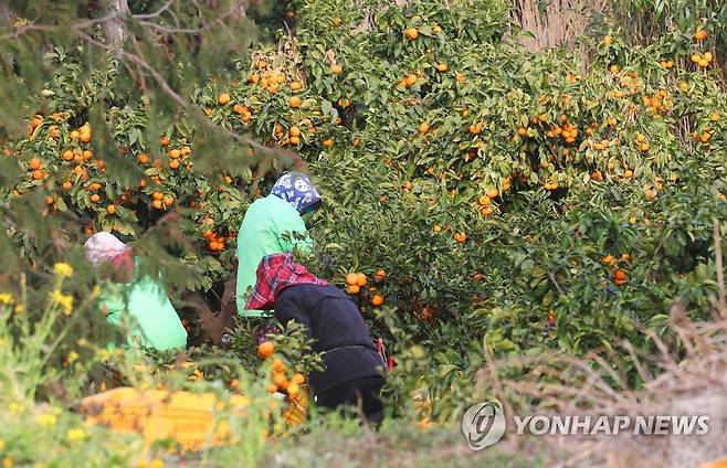 감귤 따는 풍경 [연합뉴스 자료 사진]