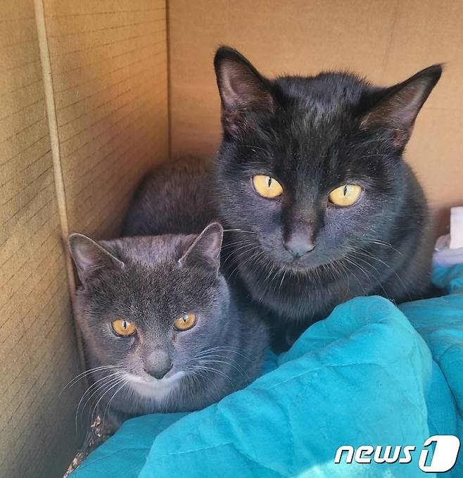 8일 경기 평택시 미군부대 인근 마을에서 유기된 새끼 러시안블루 두 마리. (독자 A씨 제공)