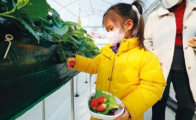 한 아이가 잘 익은 딸기를 골라 따고 있다.