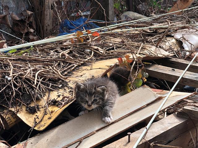 서울 한 재개발 지역 내 무너진 건물 속에 살고 있는 새끼고양이들. 동물권행동 카라 제공