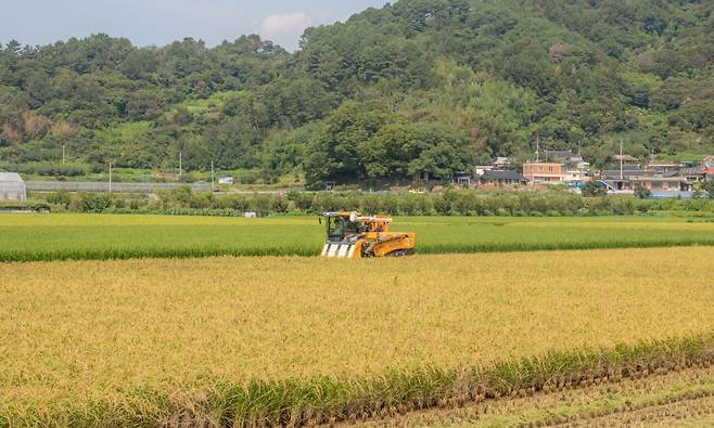 전남도는 전국 제1의 식량 생산 기반(19%)을 바탕으로 식량산업 경쟁력 강화를 위해 전략작물직불제, 가루쌀 생산단지 조성 사업 등 핵심 12개 사업에 7550억 원을 지원한다고 9일 밝혔다. 사진은 벼 수확 장면 ⓒ전남도