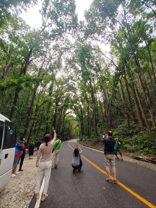맨메이드포레스트에 있는 마호가니나무숲.