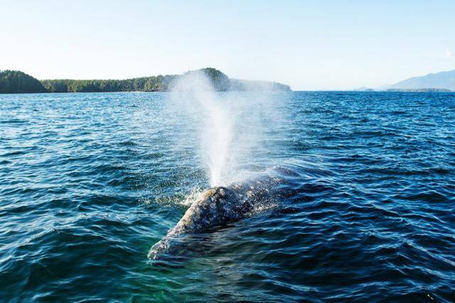 밴쿠버 아일랜드 해안을 따라 이동하는 회색고래가 물을 뿜고 있다. ⒸTourism Tofino