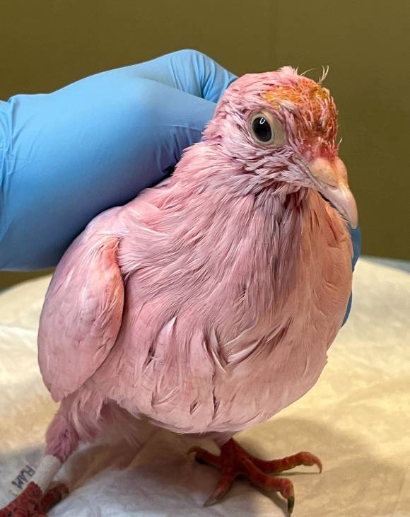 분홍색 비둘기를 씻기는 과정이다. [사진=Wild Bird Fund 인스타그램]