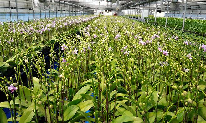 전북 김제에 있는 한 민간육종연구단지 온실에서 농민들이 난과 식물을 관리하고 있다. 농림축산식품부 제공