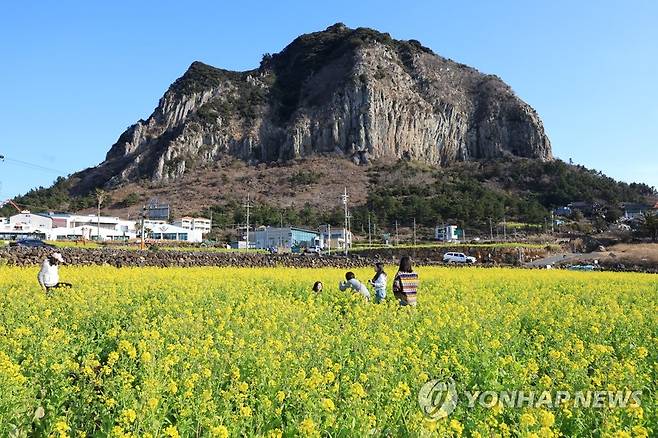 지금 제주는 유채꽃 천국 (서귀포=연합뉴스) 박지호 기자 = 8일 오전 제주 서귀포시 안덕면 사계리를 찾은 관광객이 유채꽃밭에서 산방산을 배경 삼아 사진을 찍고 있다. 2023.2.8 jihopark@yna.co.kr