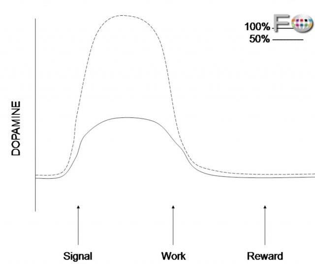 원숭이에게 버튼을 누르라는 신호를 준 시점(Signal)에서부터 버튼을 10번 누르는 사이(Work)에 도파민 분비가 증가하다가 막상 음식을 받는 시점(Reward)에는 이전 수준으로 떨어졌다. 이런 현상은 원숭이가 버튼 10번을 누를 때마다 100% 음식을 줬을 때보다(실선 그래프) 50%의 확률로 랜덤하게 음식을 제공했을때(점선 그래프) 더 두드러졌다. 유튜브 채널 ‘FPRA.tv’ 화면 캡처