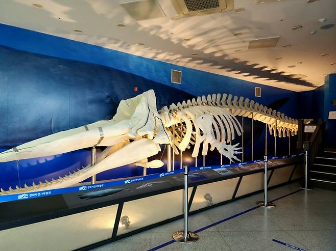 강화자연사박물관 향유고래 골격 표본
