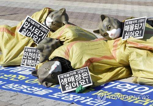 2021년 2월 9일 오후 청와대 분수대 앞에서 한국동물보호연합 등 시민단체 회원들이 '재개발, 재건축 지역의 길고양이 안전 이주 대책 마련'을 촉구하는 퍼포먼스를 하고 있다. [연합뉴스 자료사진]