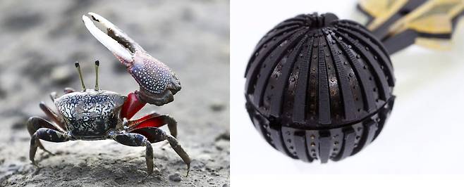 서해 갯벌에 사는 농게(왼쪽)의 눈을 모방한 수륙양용 카메라(오른쪽)./조선DB, 광주과학기술원