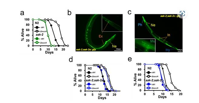 권은수 박사 연구팀이 발견한 글루코스 제한에 의한 수명 증가에 필요한 새로운 인자
