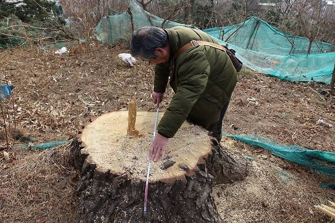 2013년 2월3일 오후 부산 사상구 사상근린공원 뒷산에 아름드리 곰솔이 베어져 있다. 이곳은 산신을 모시는 신당이 있는 당산이다. 이성근 부산그린트러스트 상임이사가 나무의 직경을 재고 있다. 김양진 기자