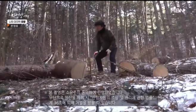 지난 15일 방송된 MBN ‘나는자연인이다’에서 자연인 A씨가 소나무재선충병으로 고사한 나무를 아래쪽으로 굴려보내고 있다. MBN ‘나는자연인이다’ 갈무리.